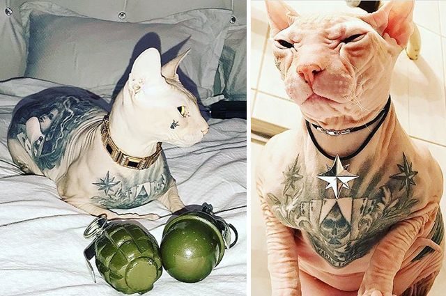 Татуировки на котах сфинксах