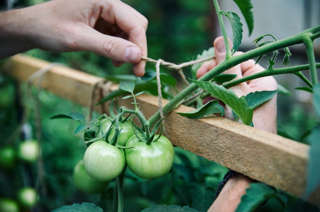 Как грамотно формировать и пасынковать помидоры в июне 2022 года