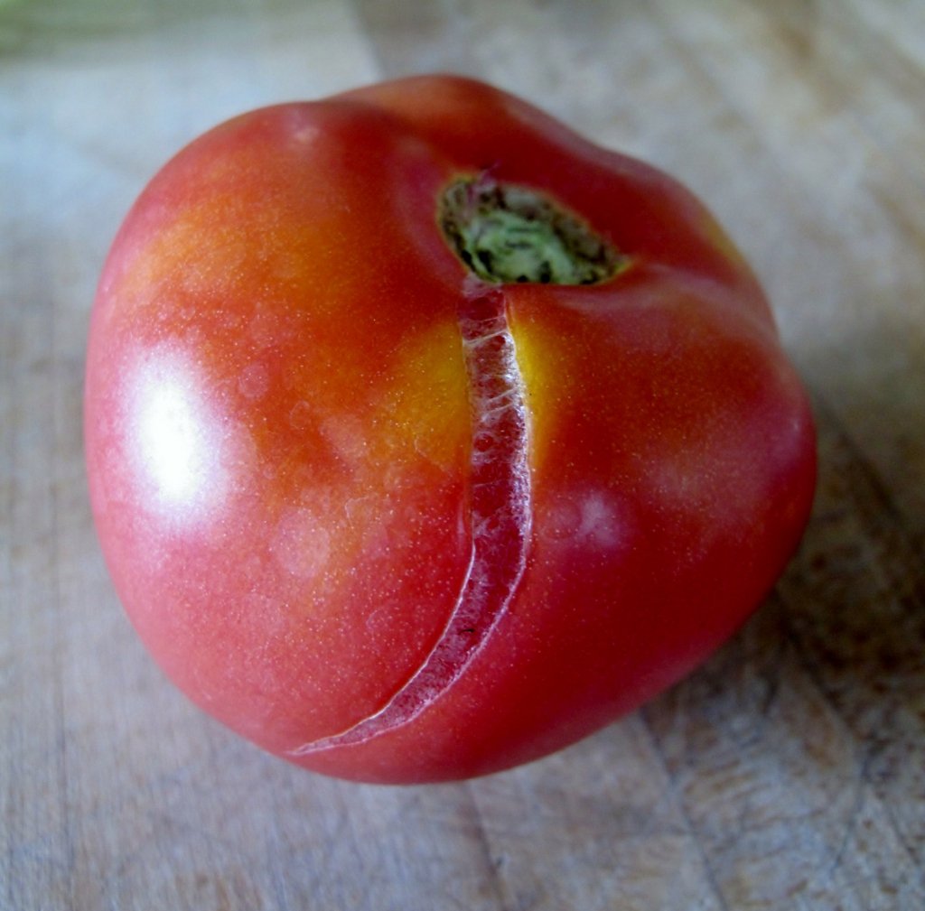 Что делать огороднику, если помидоры часто трескаются на кустах
