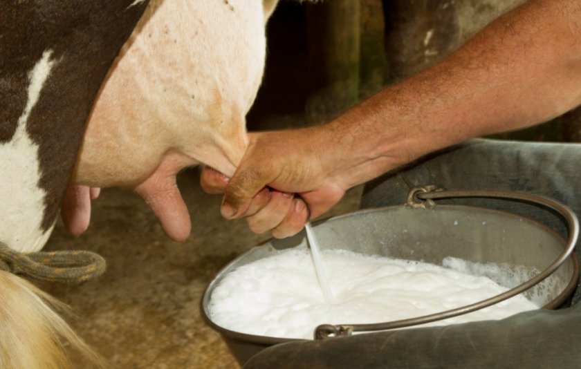 Как сохранить свежесть деревенского молока, чтобы оно не скисло