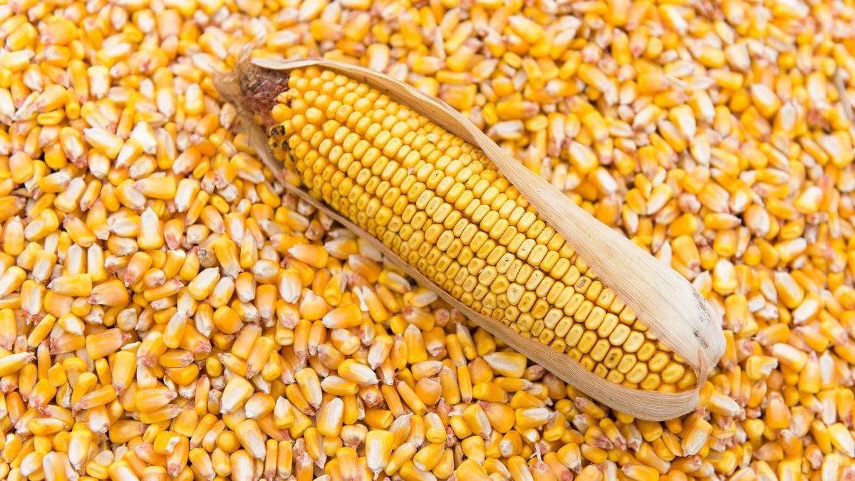 Когда собирать и как правильно хранить урожай кукурузы, все что важно знать дачникам-огородникам 