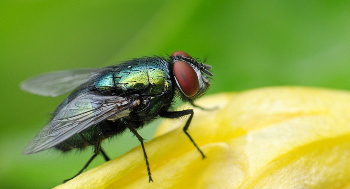 Народные способы подскажут, как избавиться от мух в частном доме