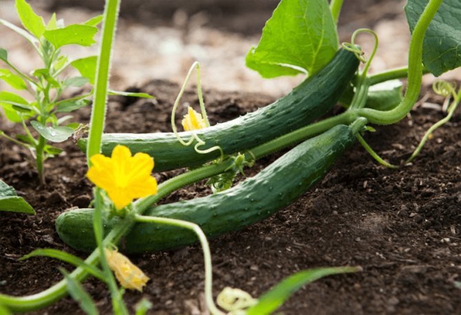 Рейтинг правил ухода за огурцами в августе помогут собирать зеленцы до холодов 