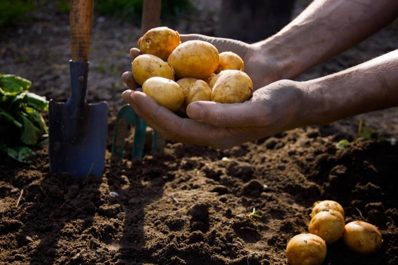 Когда копать дачникам-огородникам картошку на хранение по лунному календарю в сентябре 2022 году, благоприятные и неблагоприятные дни 