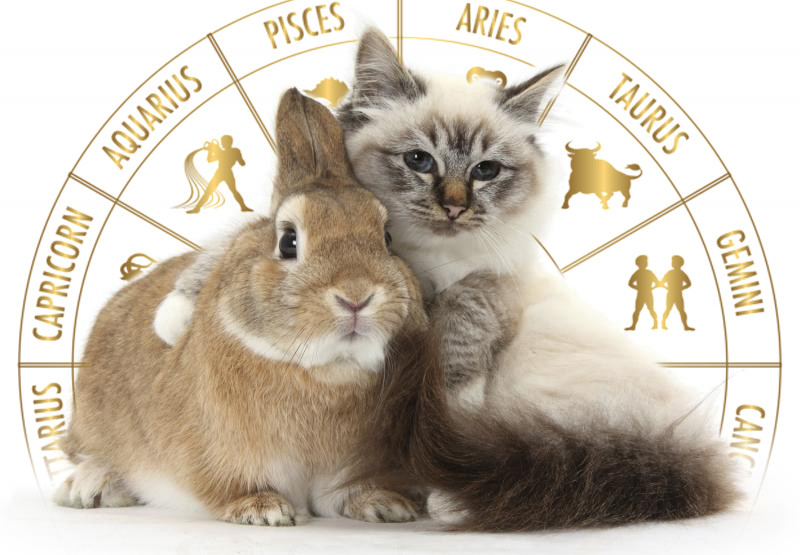 Что принесет Кролик и каким будет новый 2023 год для каждого знака зодиака