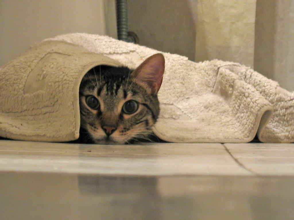 Запах кошки в доме: рабочие лайфхаки помогут избавиться от неприятного аромата
