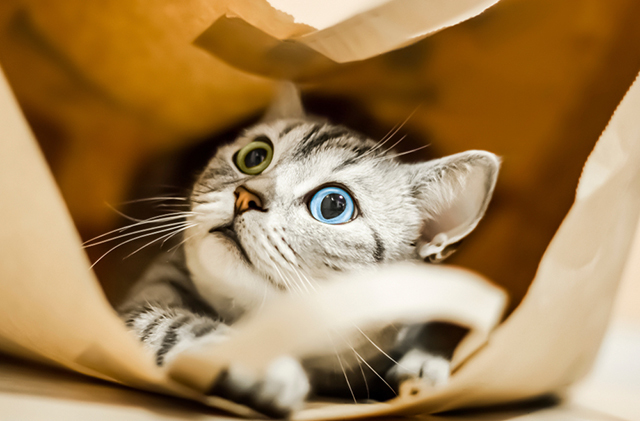 Кошка залезает в пакет и грызет его: что это означает и стоит ли этого бояться