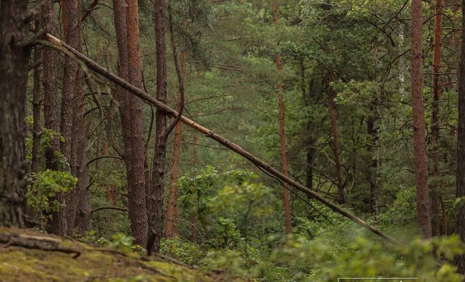 В лес не ходи: грибников Подмосковья будут штрафовать уже в эти выходные, с 16 по 19 июня 
