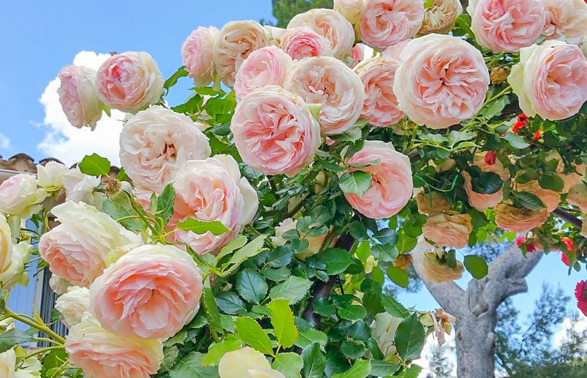 Хитрости успешного выращивания роз на даче помогут получить буйные цветы уже в первый год